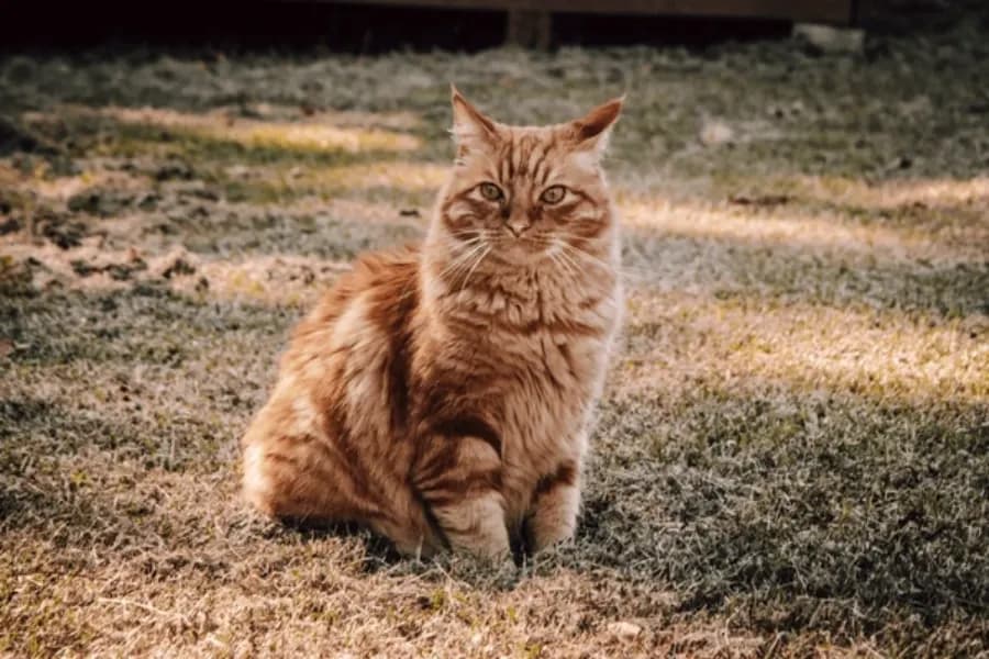 Giardia in Cats: Comprehensive Guide to Prevention, Treatment, and Care